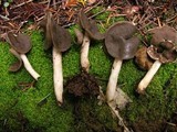 Helvella compressa image