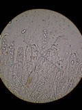 Otidea leporina image