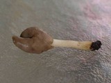 Helvella compressa image