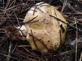 Suillus tomentosus image