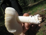 Amanita aprica image