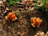 Gyromitra korfii image