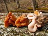 Gyromitra korfii image
