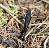 Glutinoglossum glutinosum image