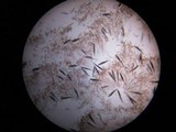 Glutinoglossum glutinosum image