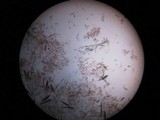 Glutinoglossum glutinosum image