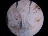Glutinoglossum glutinosum image