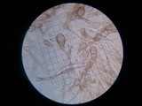 Glutinoglossum glutinosum image