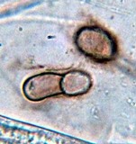 Glutinoglossum glutinosum image