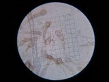 Glutinoglossum glutinosum image