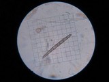 Glutinoglossum glutinosum image