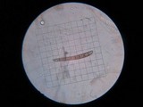 Glutinoglossum glutinosum image