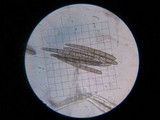 Glutinoglossum glutinosum image