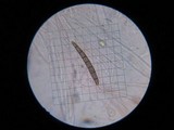 Glutinoglossum glutinosum image