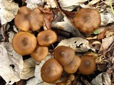 Entoloma vernum image