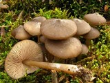 Entoloma vernum image