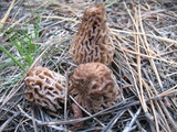 Morchella snyderi image