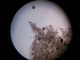 Lepista flaccida image