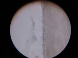 Inocybe insinuata image