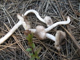 Tricholoma moseri image