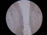 Inocybe insinuata image