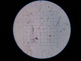 Inocybe insinuata image