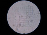 Inocybe insinuata image