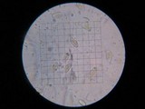 Phycomyces blakesleeanus image