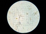 Phycomyces blakesleeanus image
