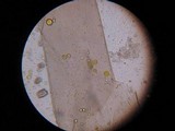 Phycomyces blakesleeanus image