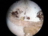Phycomyces blakesleeanus image