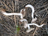 Tricholoma moseri image