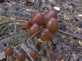 Psathyrella atrospora image