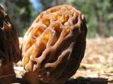 Morchella snyderi image