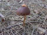 Psathyrella atrospora image
