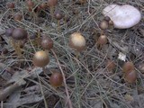 Psathyrella atrospora image