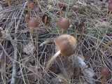 Psathyrella atrospora image