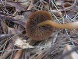 Psathyrella atrospora image