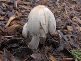 Coprinellus flocculosus image