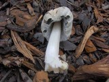 Coprinellus flocculosus image