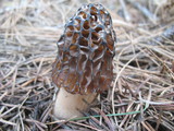 Morchella snyderi image
