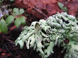 Hypogymnia enteromorpha image
