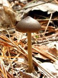Entoloma vernum image