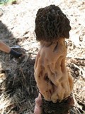 Morchella snyderi image