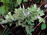 Platismatia glauca image
