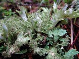 Platismatia glauca image