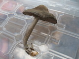 Nolanea verna var. isodiametrica image