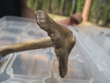 Nolanea verna var. isodiametrica image
