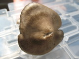 Nolanea verna var. isodiametrica image
