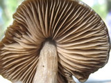 Nolanea verna var. isodiametrica image